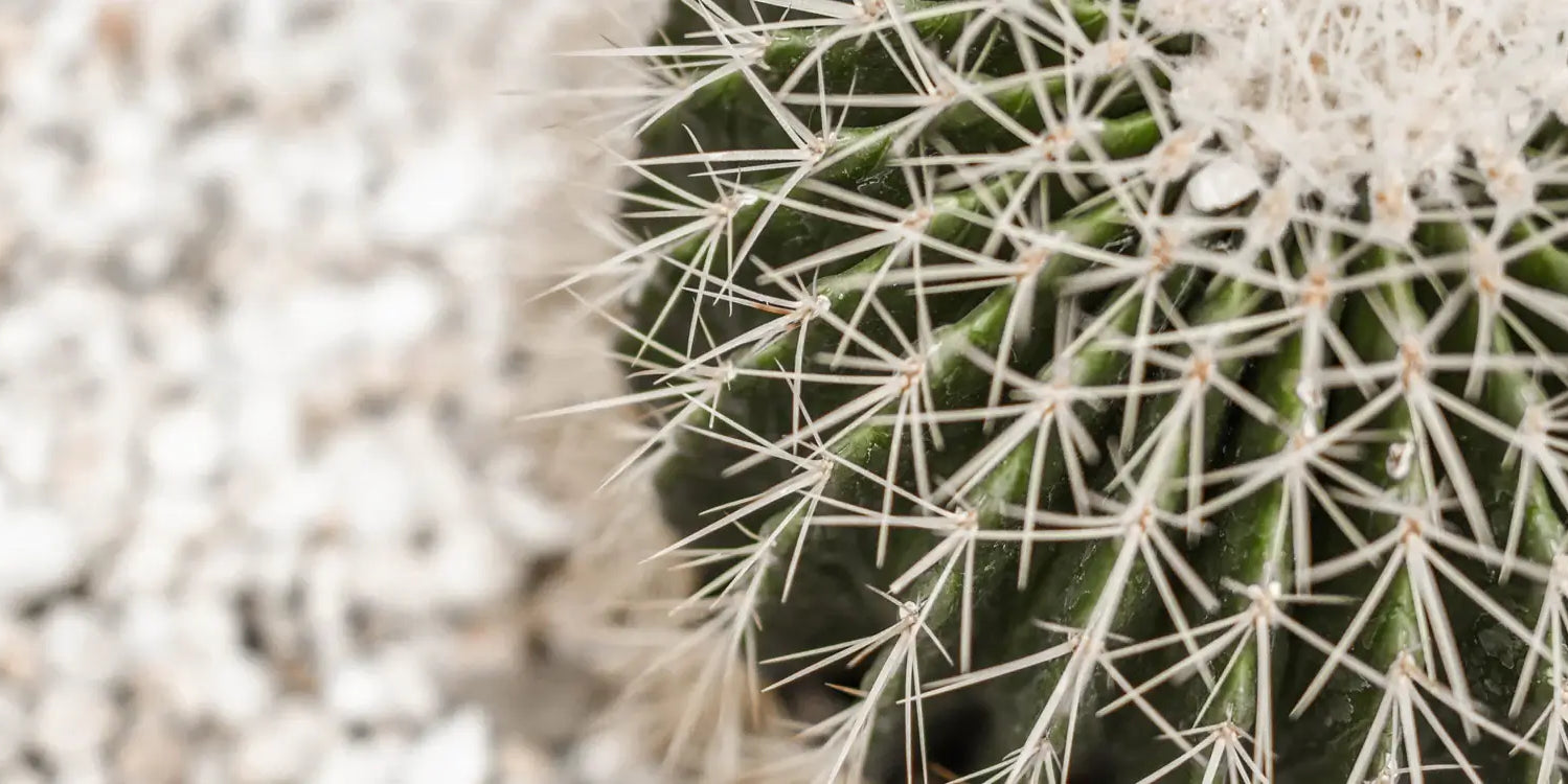 Cacti 101