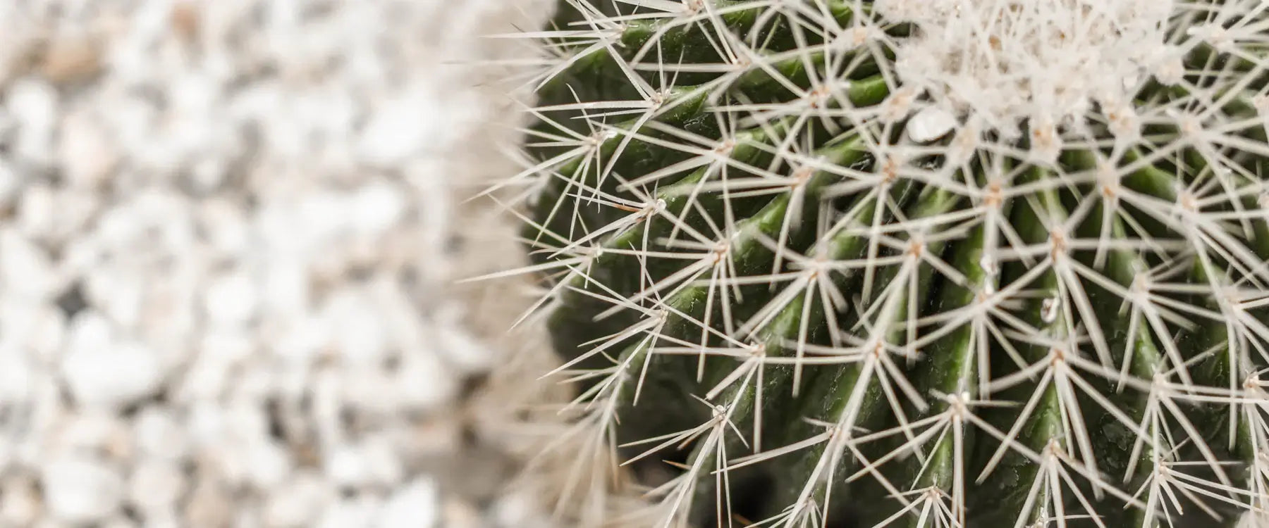 Cacti 101