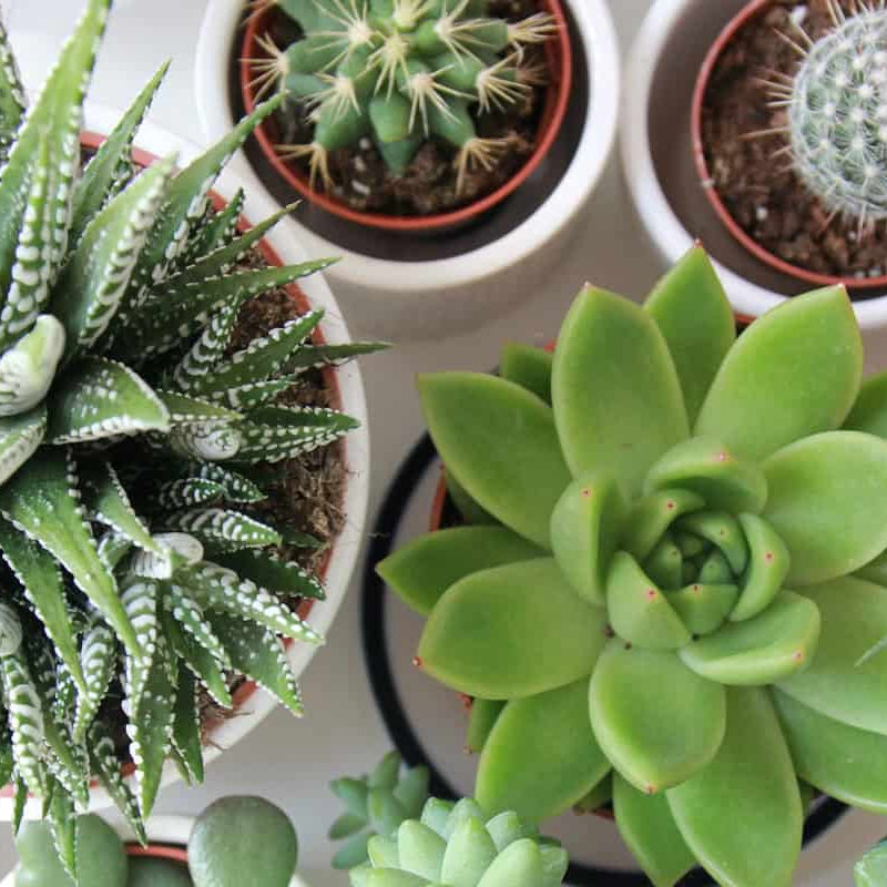 Plants