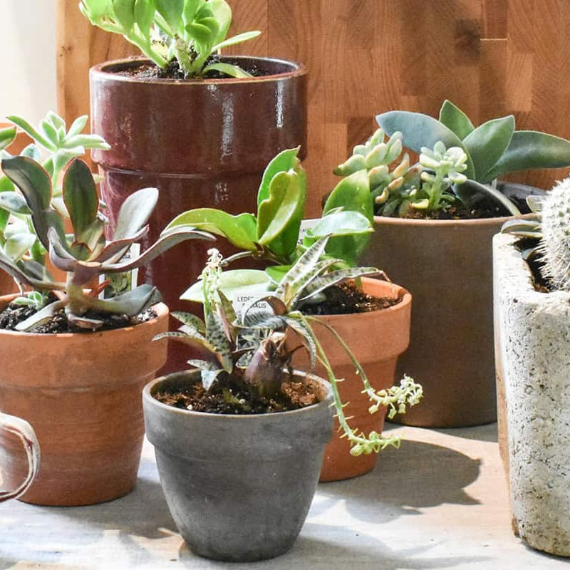 Potted Plants
