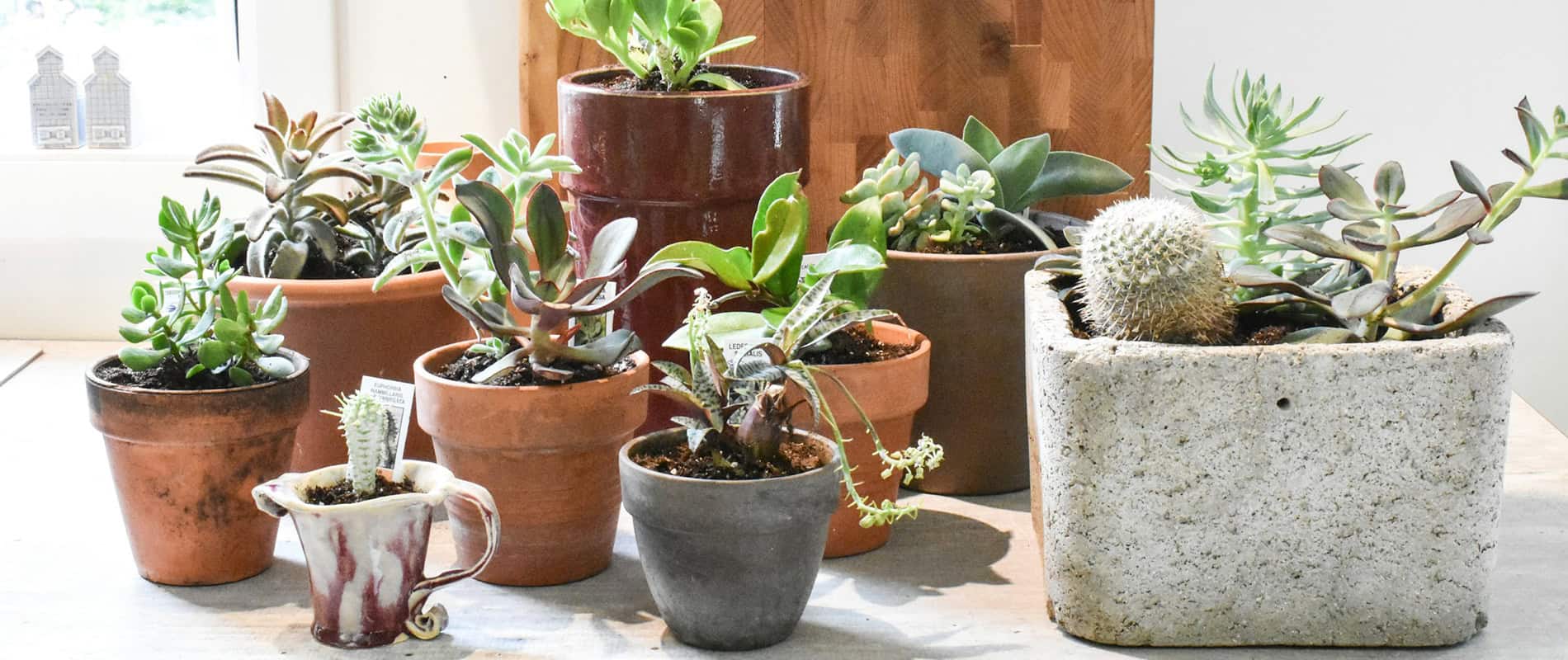 Potted Plants