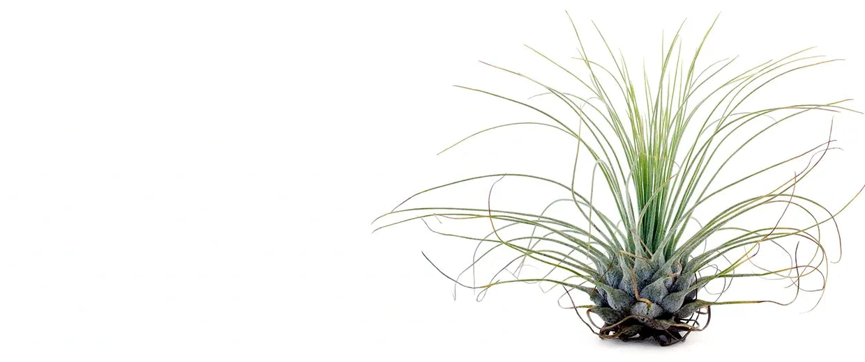 Bespoke home garden theme before after 3 rtl