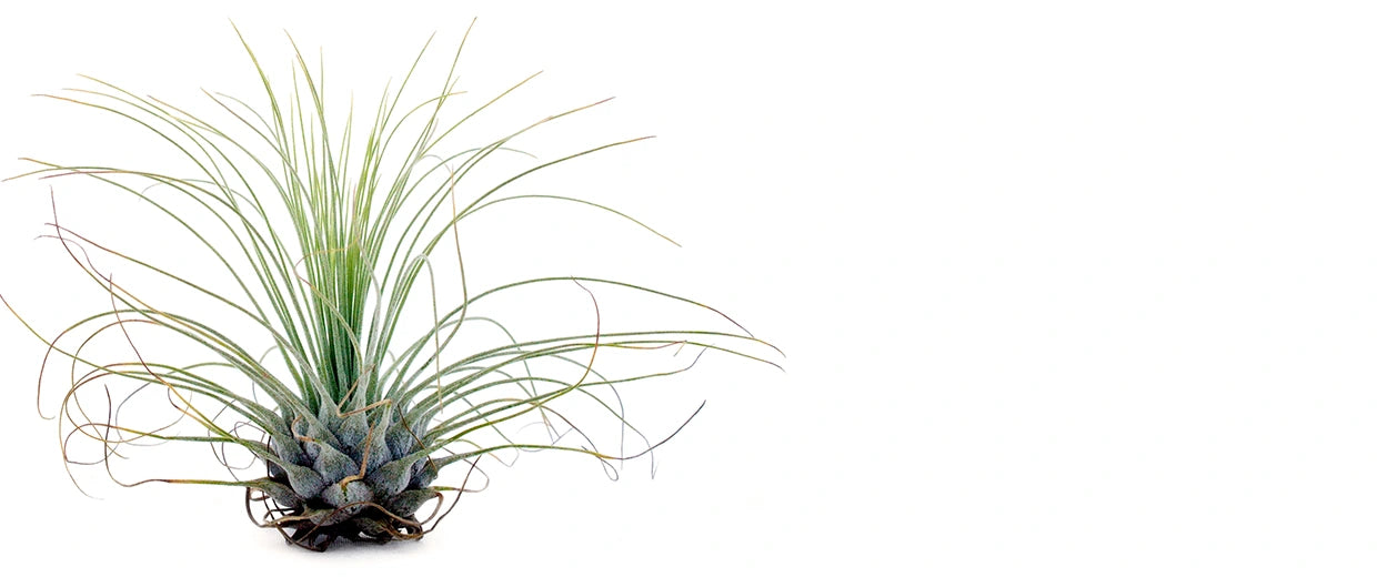 Bespoke home garden theme before after 3