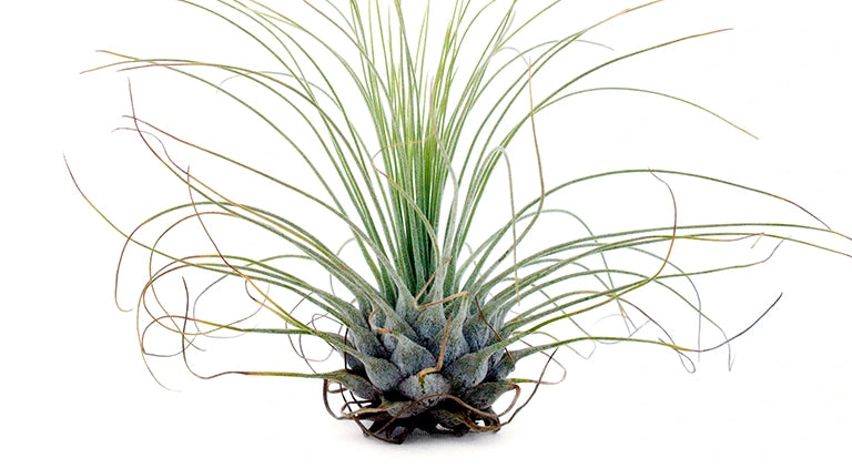 Bespoke home garden theme before after mobile 3