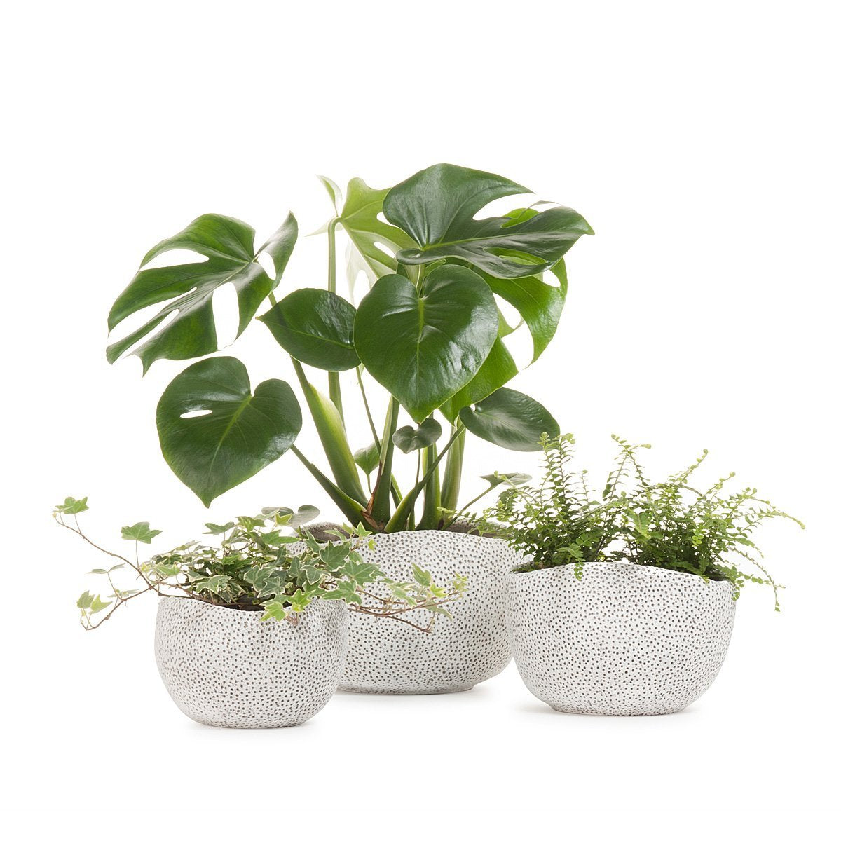 Cachepot Monstera Coral