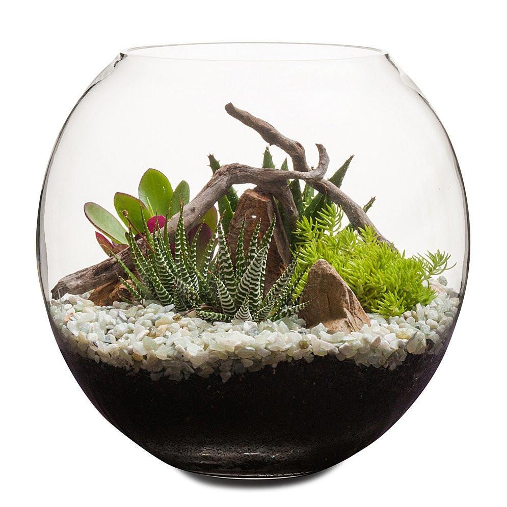 succulent terrarium fish bowl Desertscape Fishbowl Terrarium | Nature | Bespoke