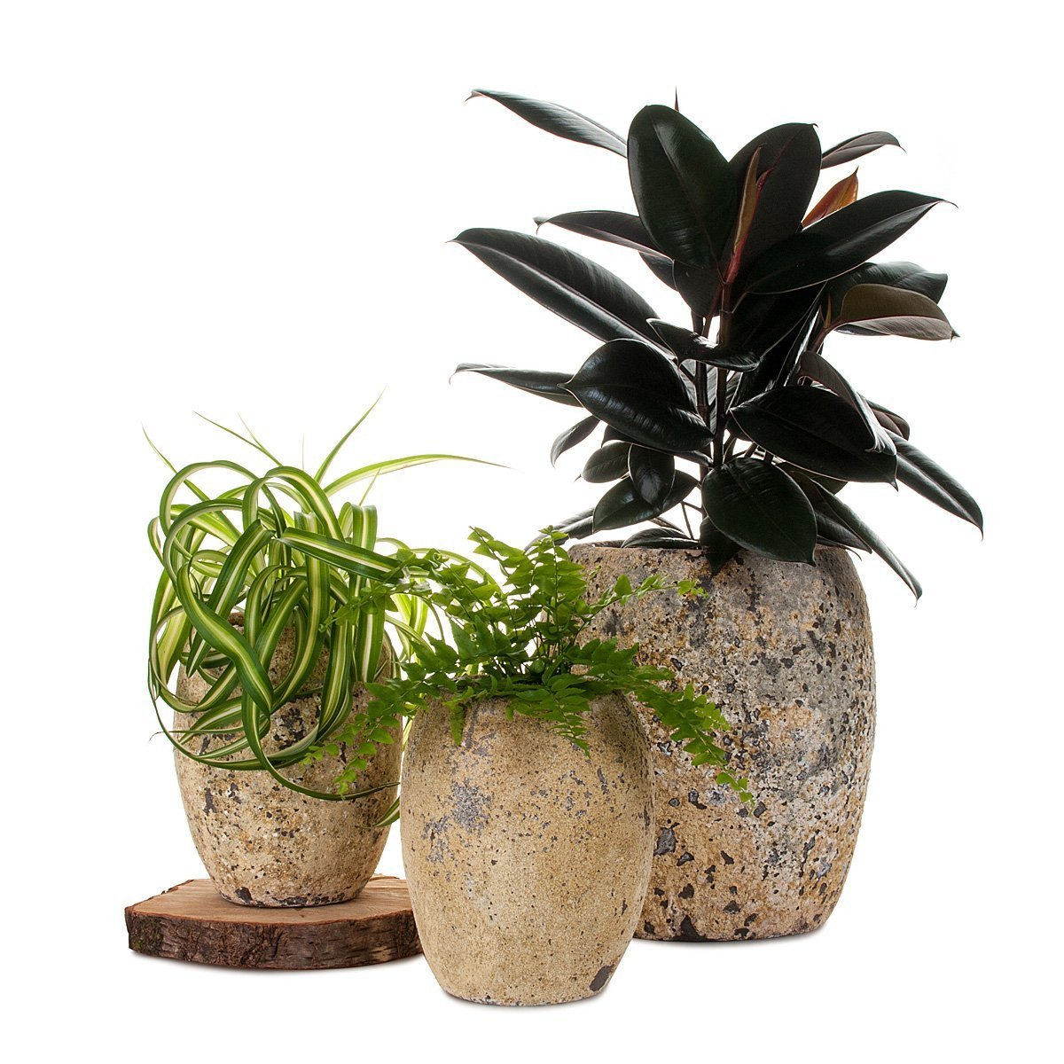 Spider Plant/Fern Atlantis Planter