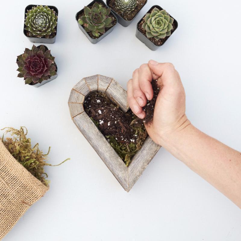 Succulent Heart Redwood Kit