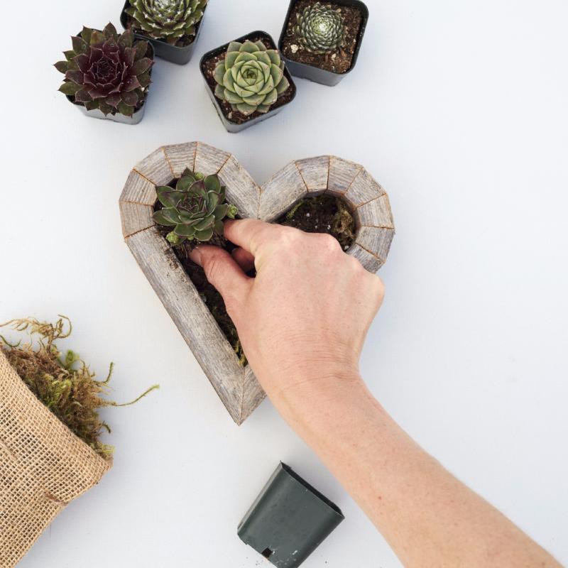 Succulent Heart Redwood Kit