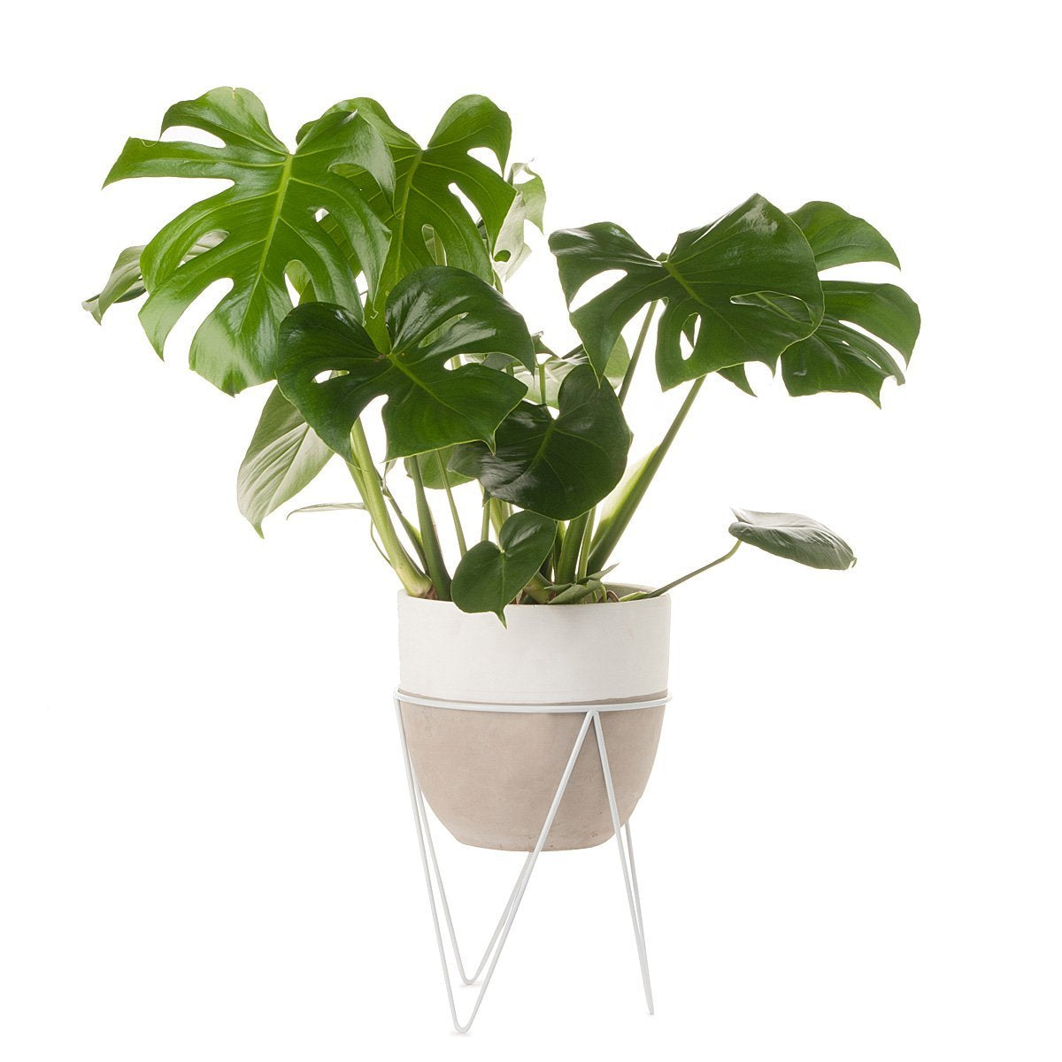 Vaso de Concreto Monstera com Suporte