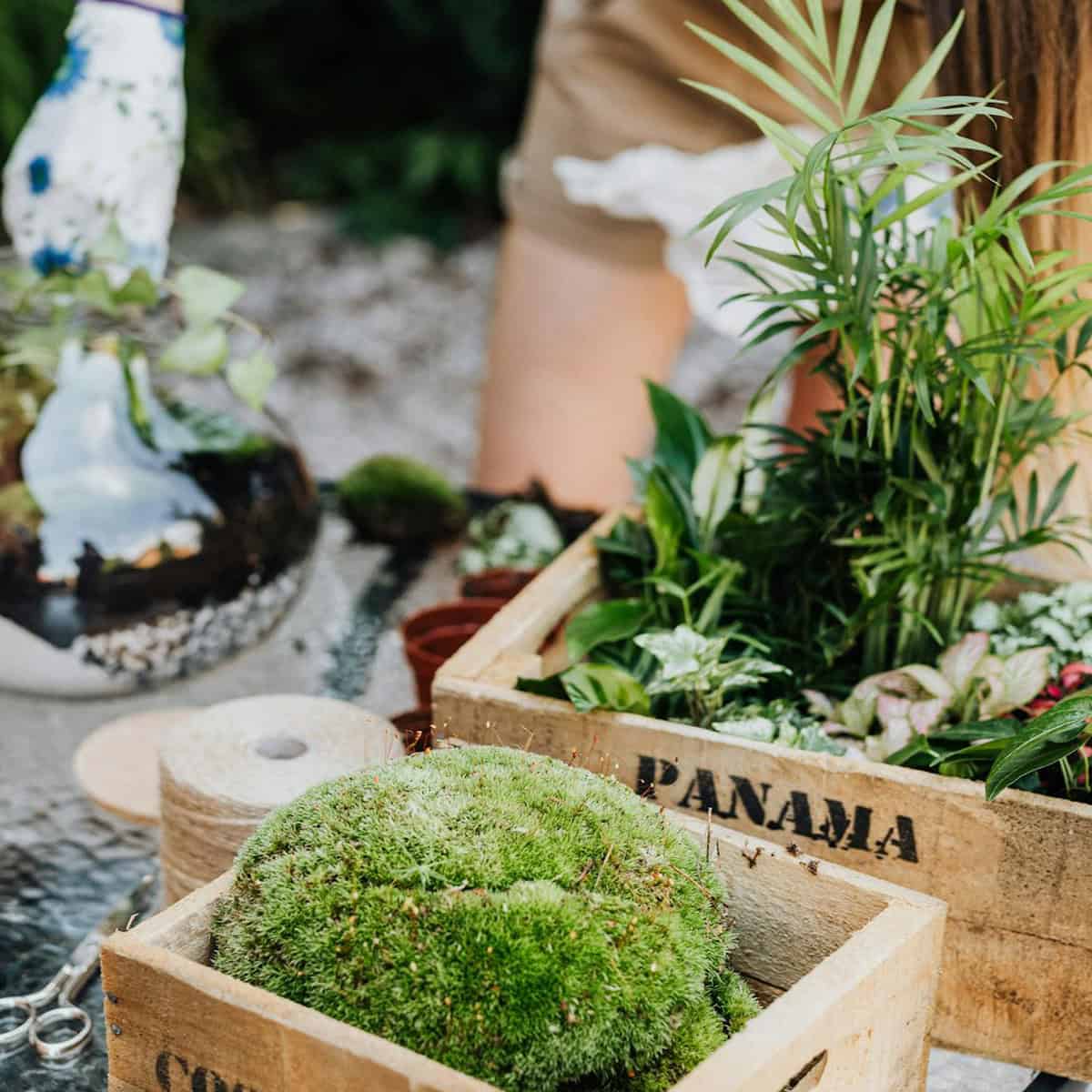 Service de sauvetage des plantes