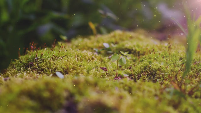 C9f4839185694330998e0da7be4611c5