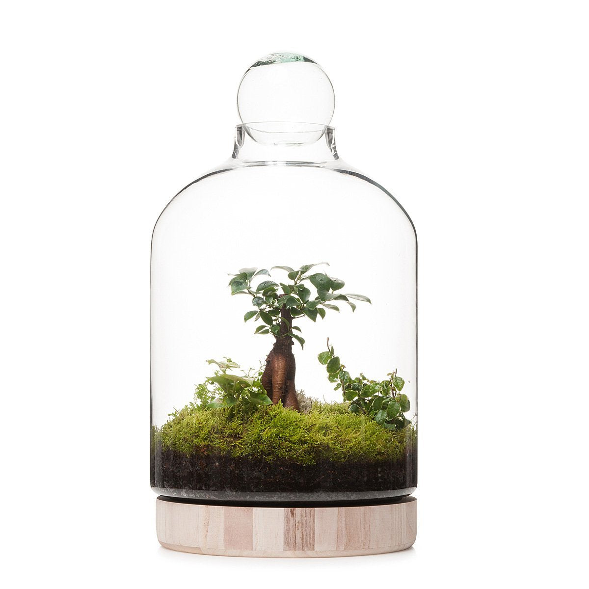 San Jose Holzterrarium