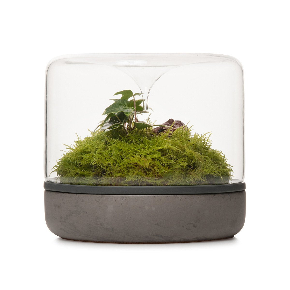 Sanctuary Rainforest Terrarium