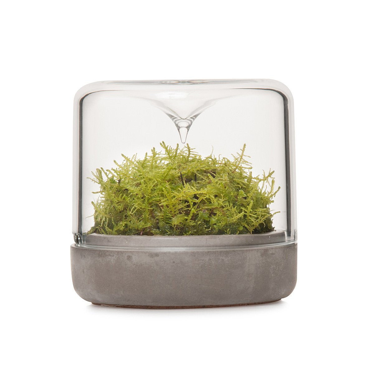 Sanctuary Rainforest Terrarium Small