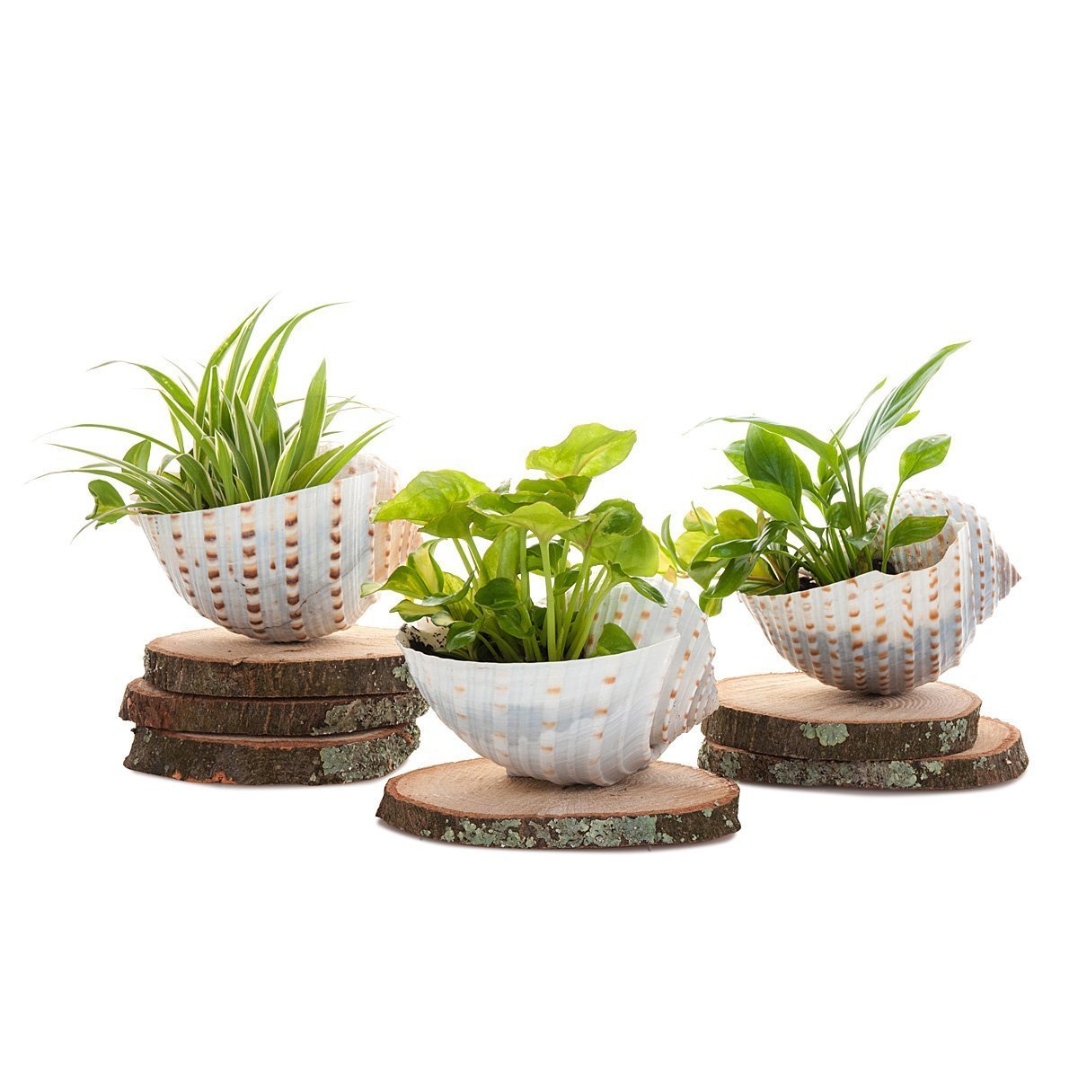 Wooden Rise - Pot Base