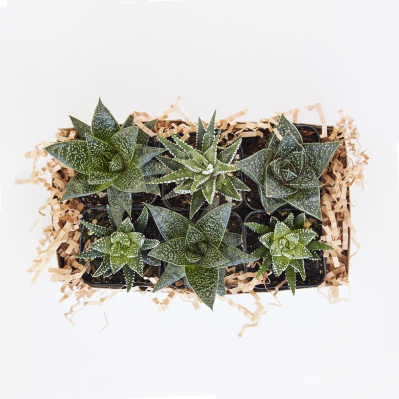 Assorted Small Indoor Succulents