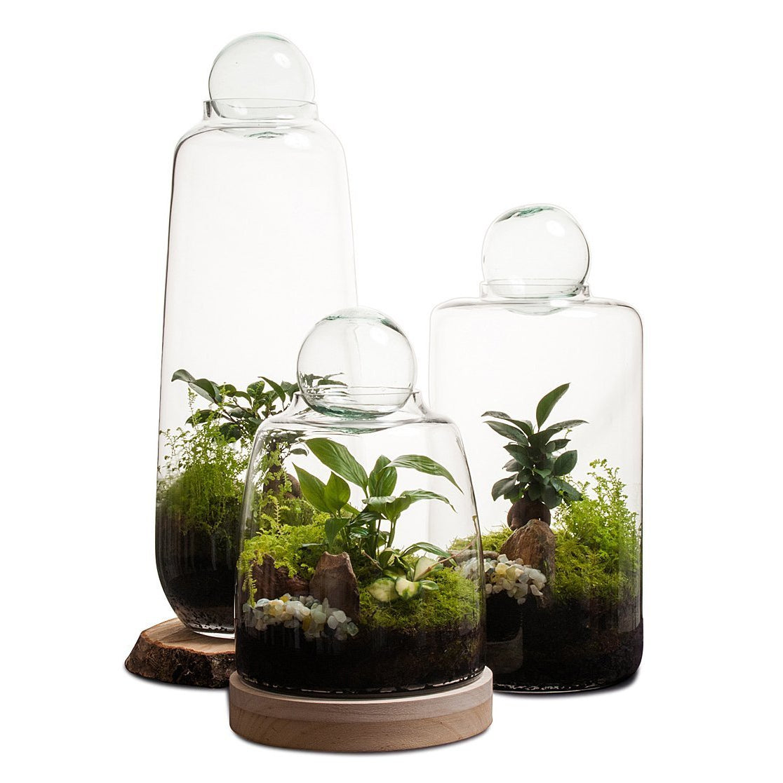 Tall Capsule Terrarium