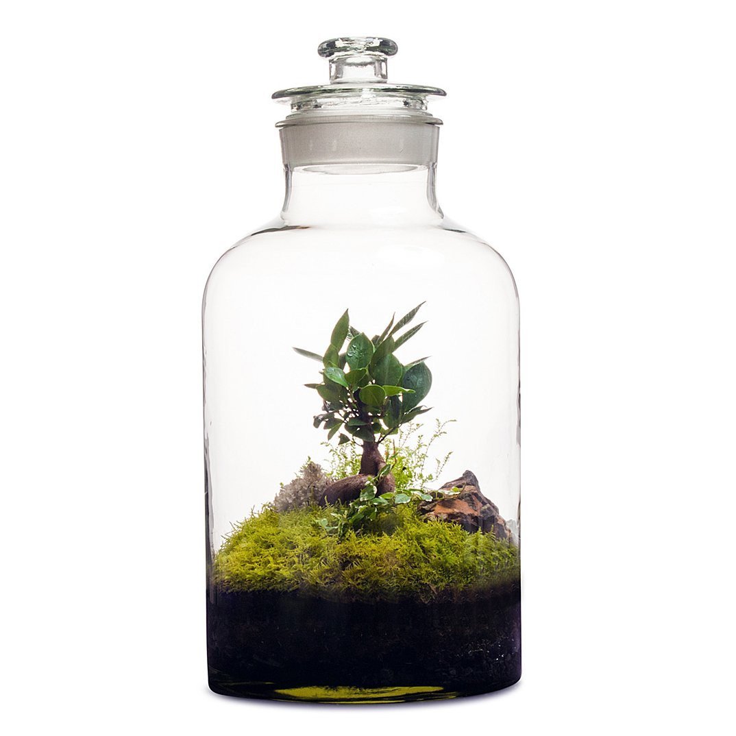 15L Apothecary Terrarium la vignette