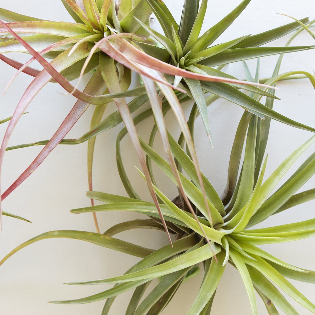 Air plant 4