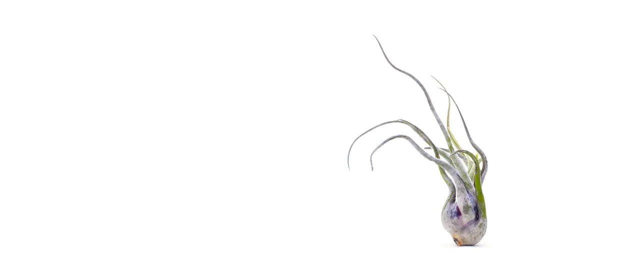 Bespoke home garden theme before after 2 rtl