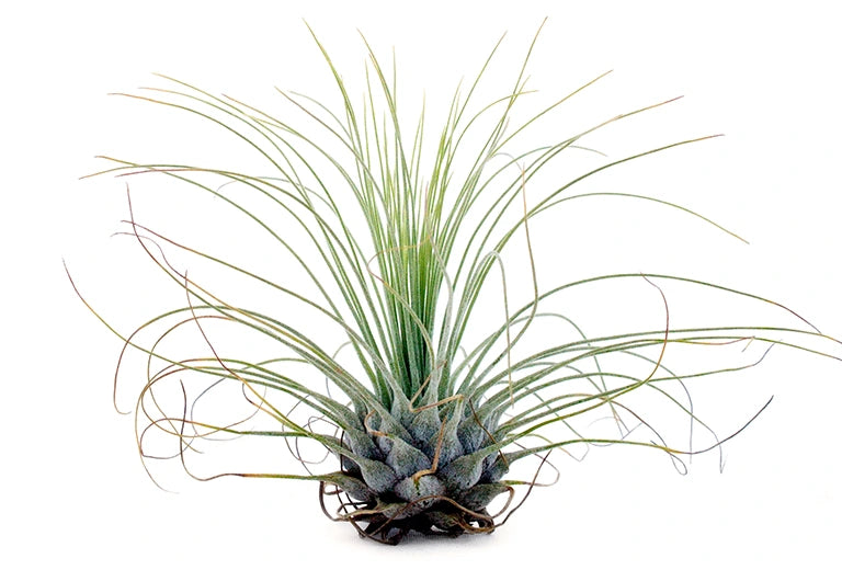 Bespoke home garden theme before after mobile 3