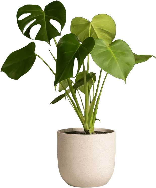 Bespoke home garden theme monstera sale