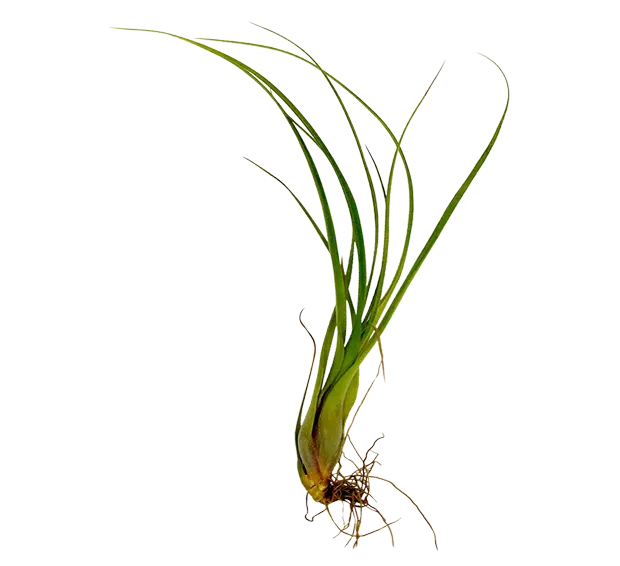 Bespoke home garden theme product air plant