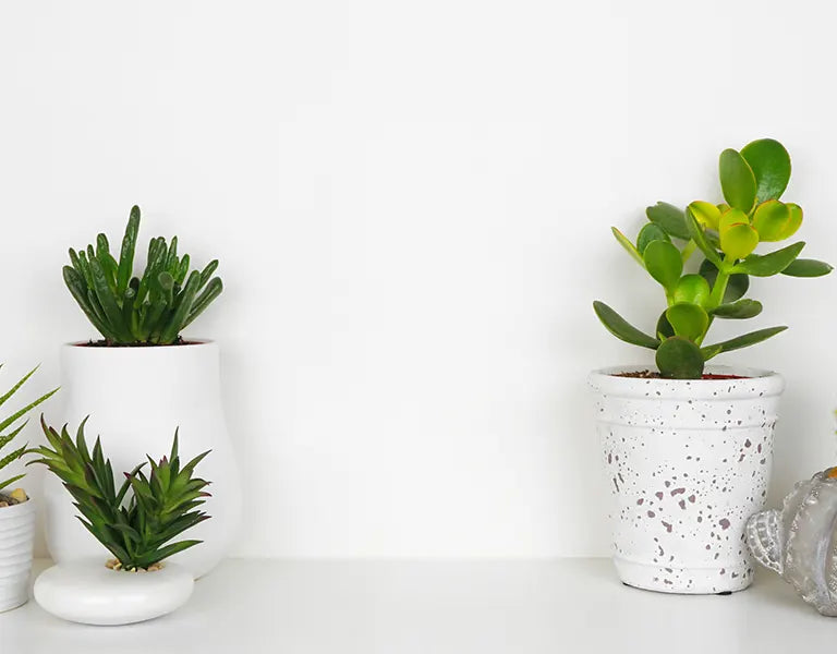 Bespoke home garden theme slideshow mobile 2