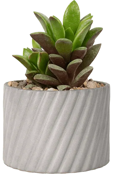 Bespoke home garden theme succulent slideshow mobile