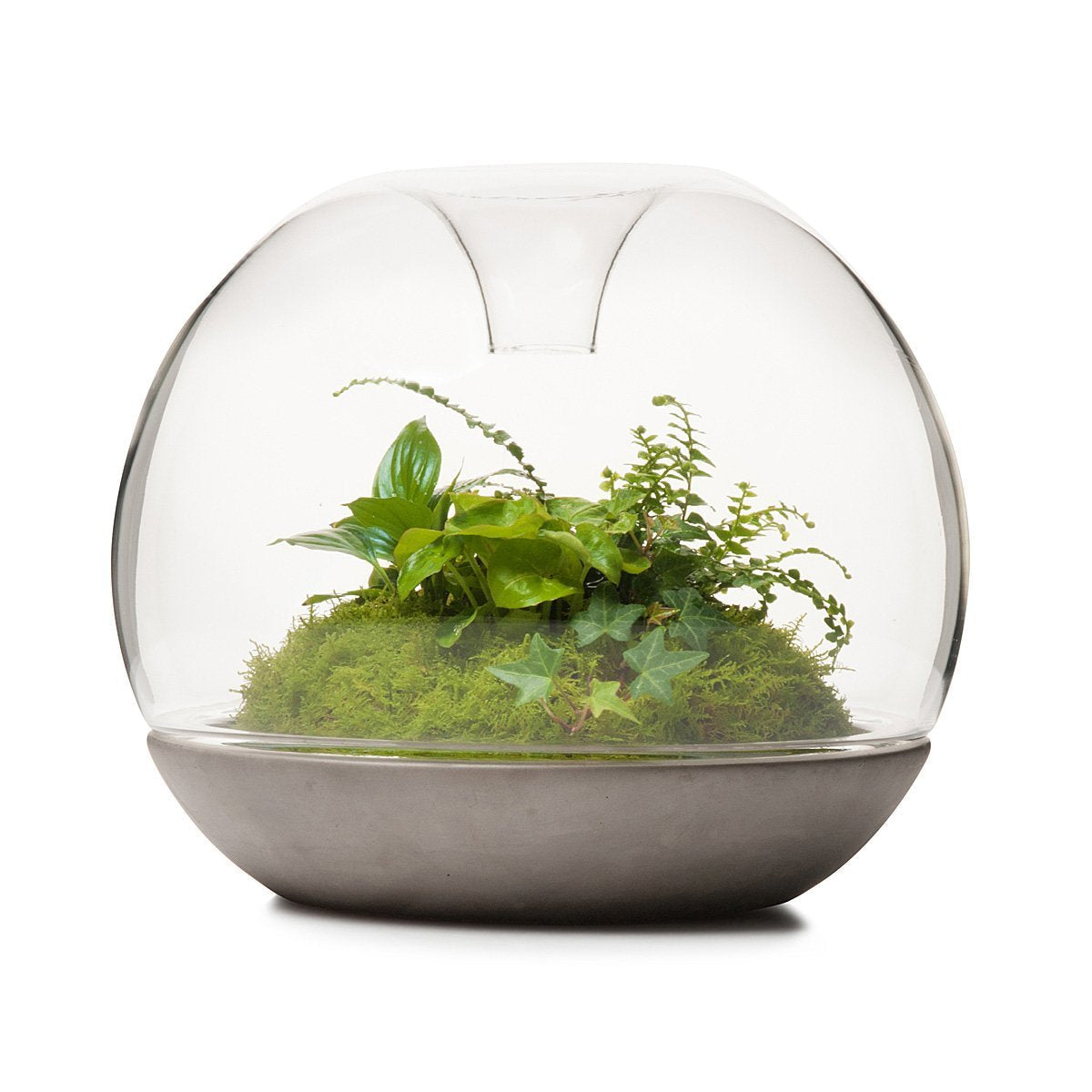 Terrario de Selva Tropical Biodomo de Concreto