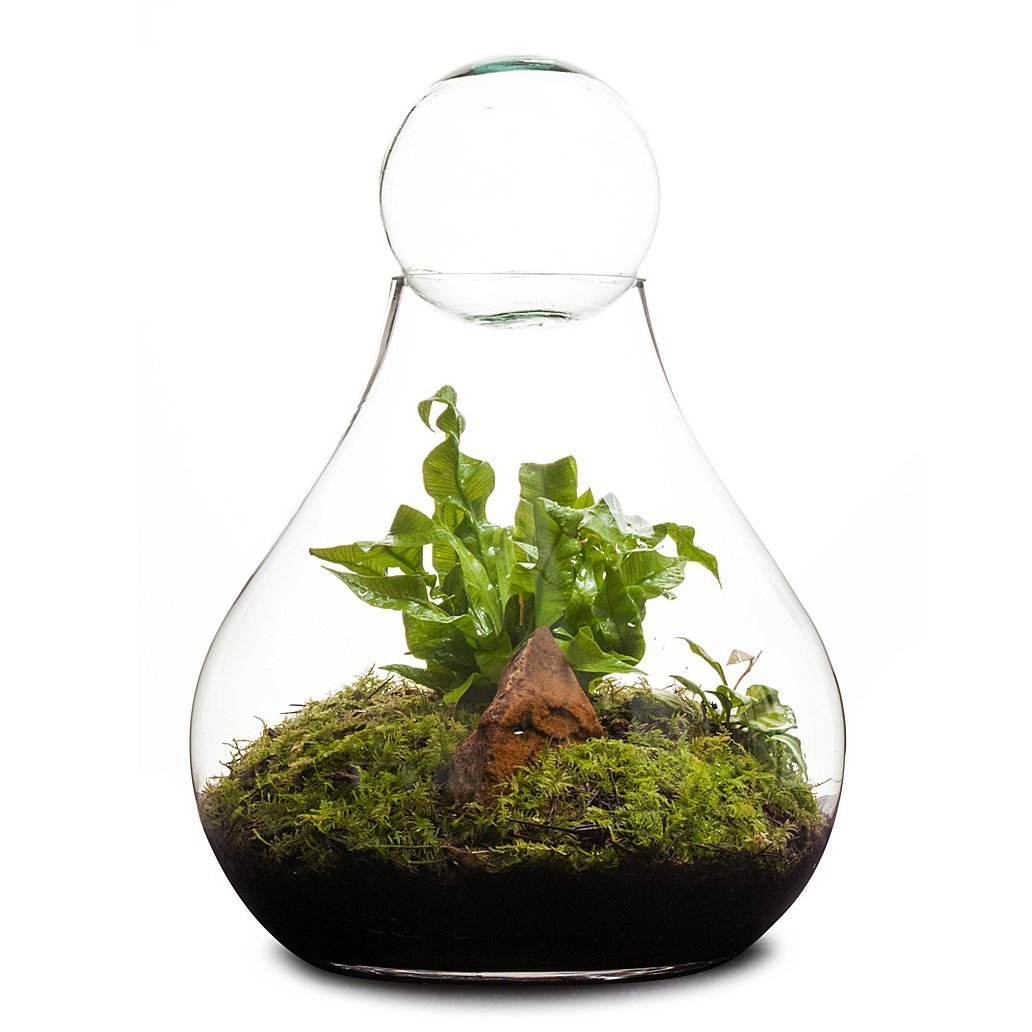 Bulb Terrarium thumbnail