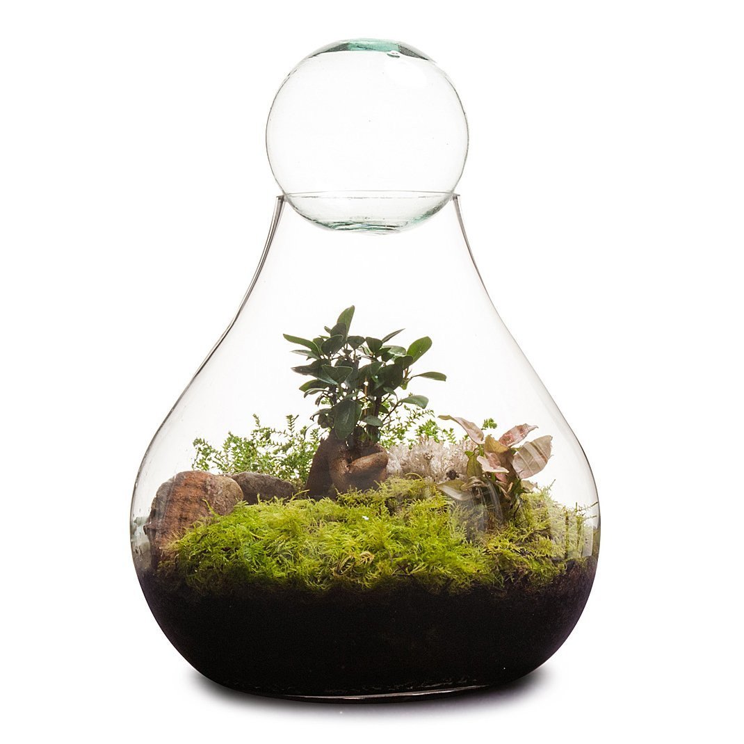 Bulb Terrarium thumbnail