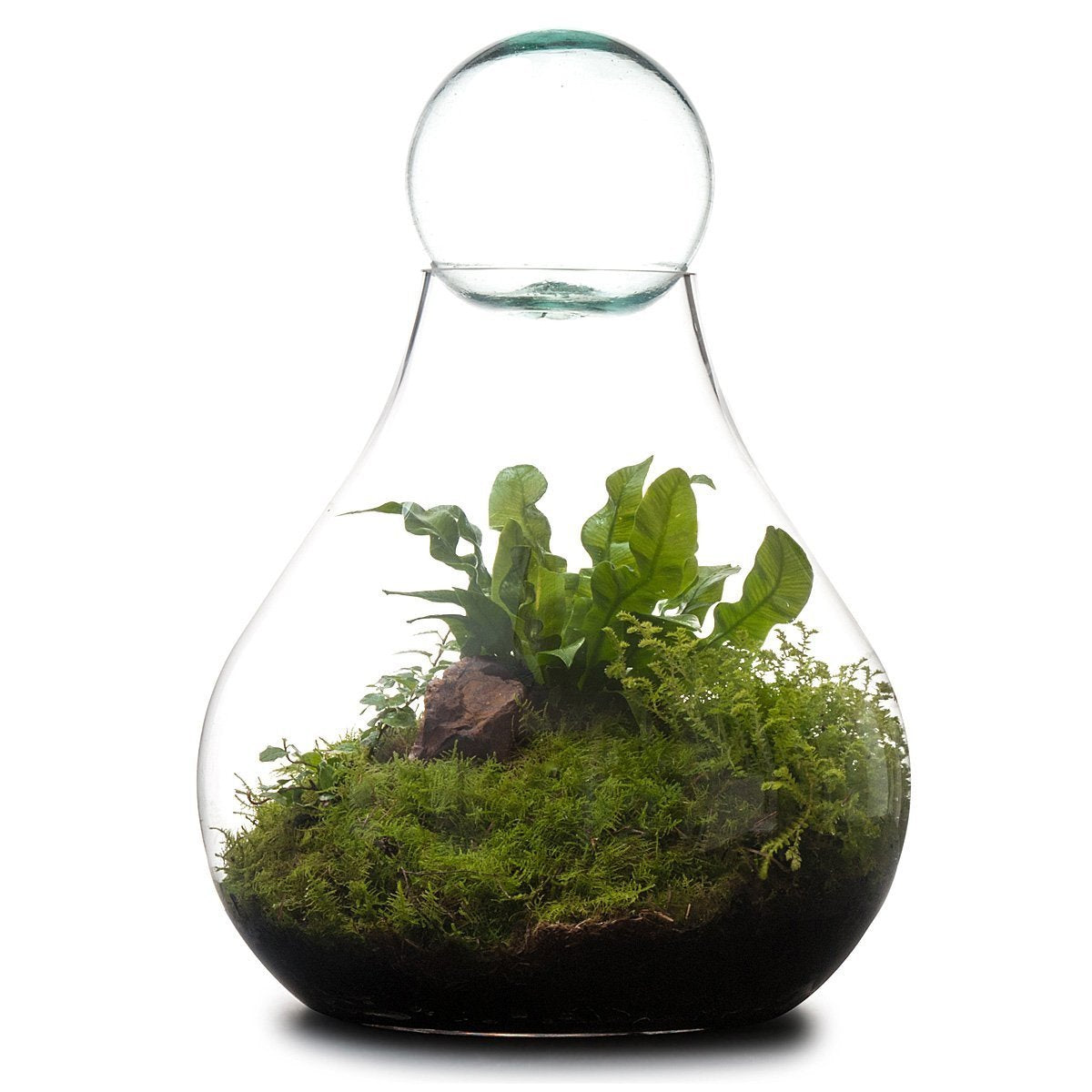 Bulb Terrarium thumbnail