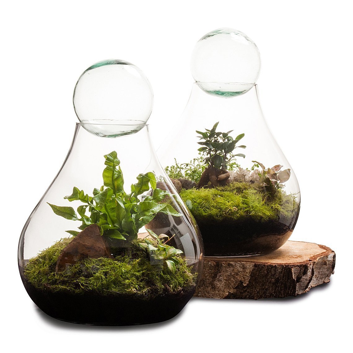Bulb Terrarium thumbnail