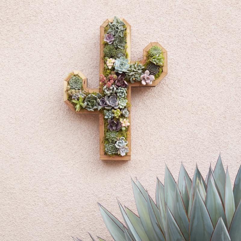 Cactus Redwood Kit