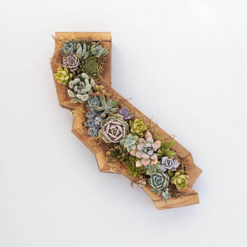 California Redwood Kit