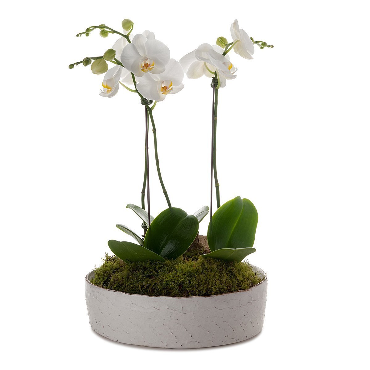 Classic Phalaenopsis Orchid Collection Planter