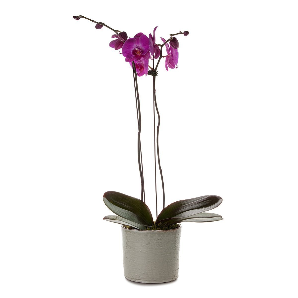 Classic Phalaenopsis Orchid Planter thumbnail