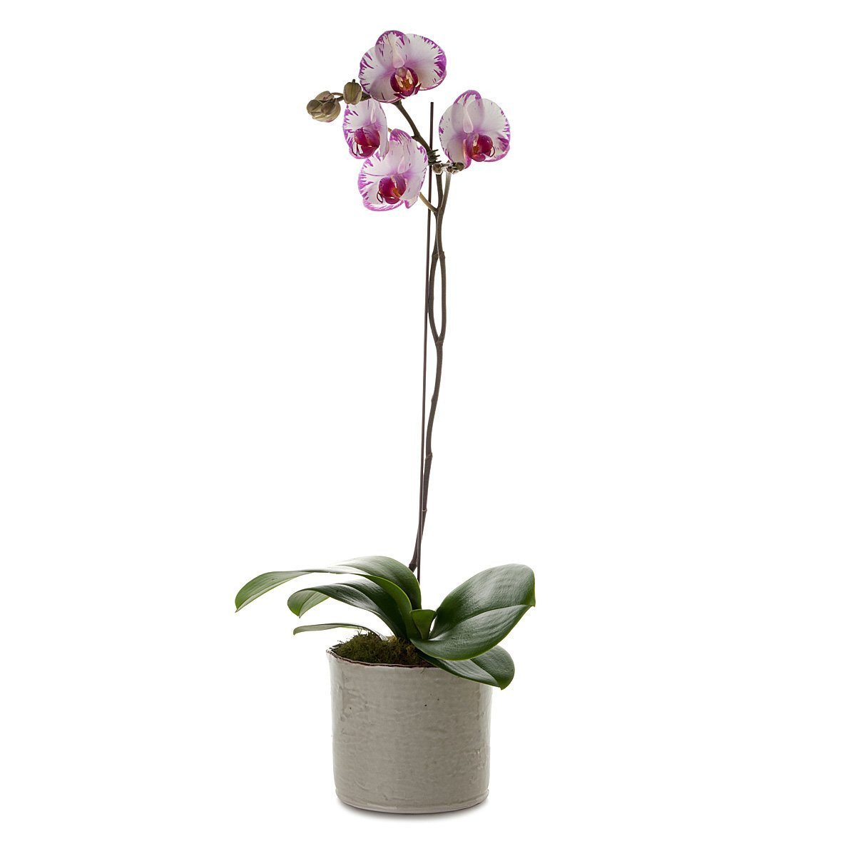 Classic Phalaenopsis Orchid Planter thumbnail