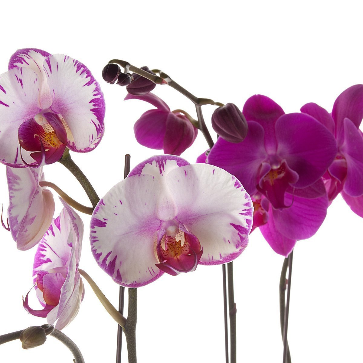 Classic Phalaenopsis Orchid Planter thumbnail
