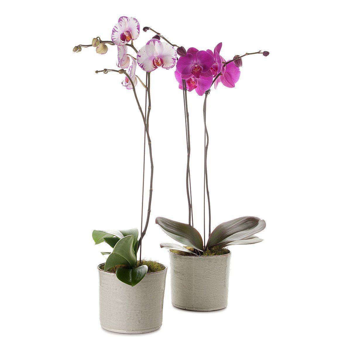 Classic Phalaenopsis Orchid Planter thumbnail
