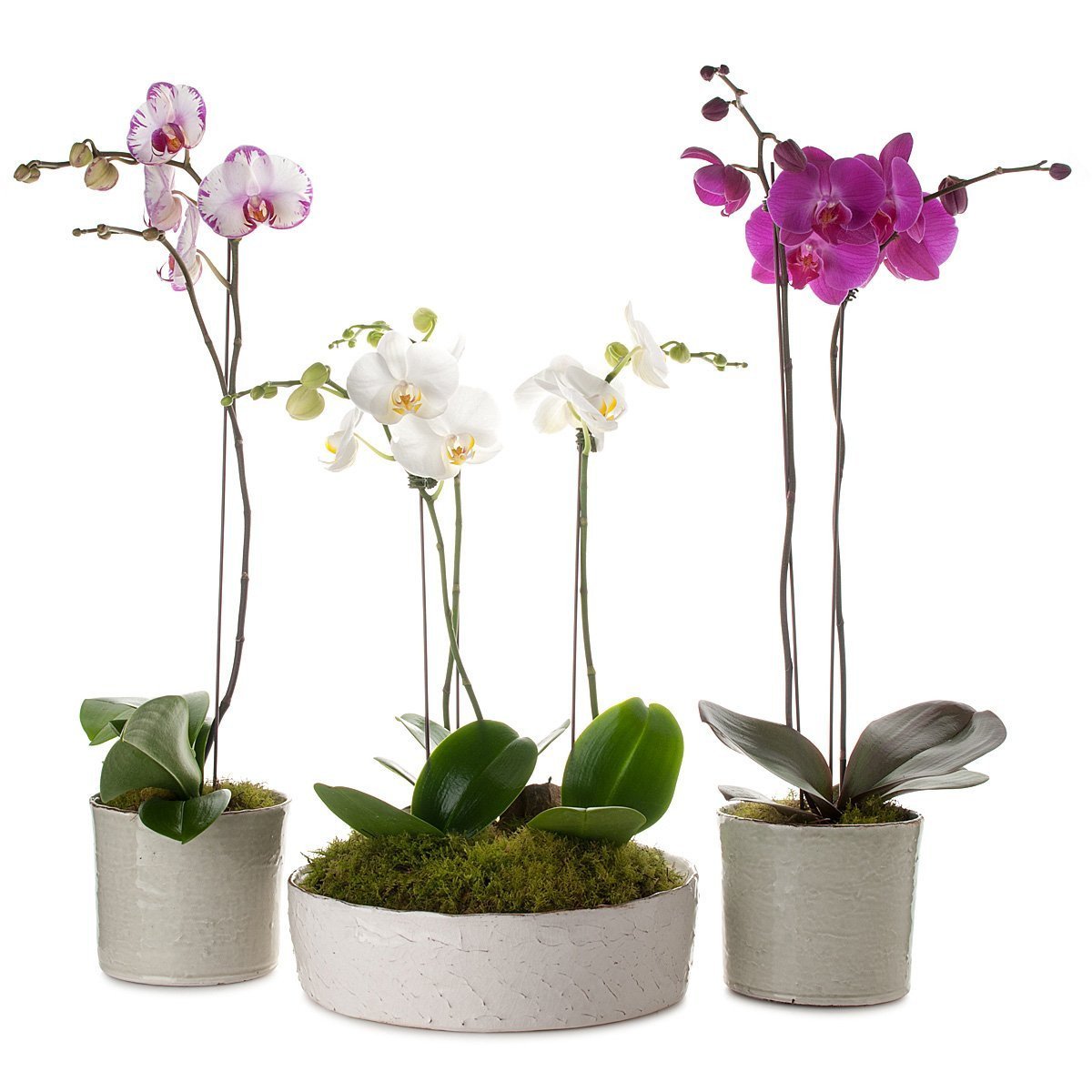 Classic Phalaenopsis Orchid Planter thumbnail