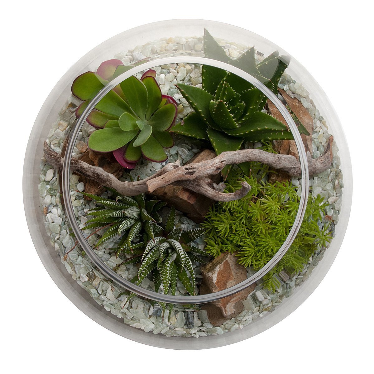 Wüstenlandschafts-Fischglas-Terrarium