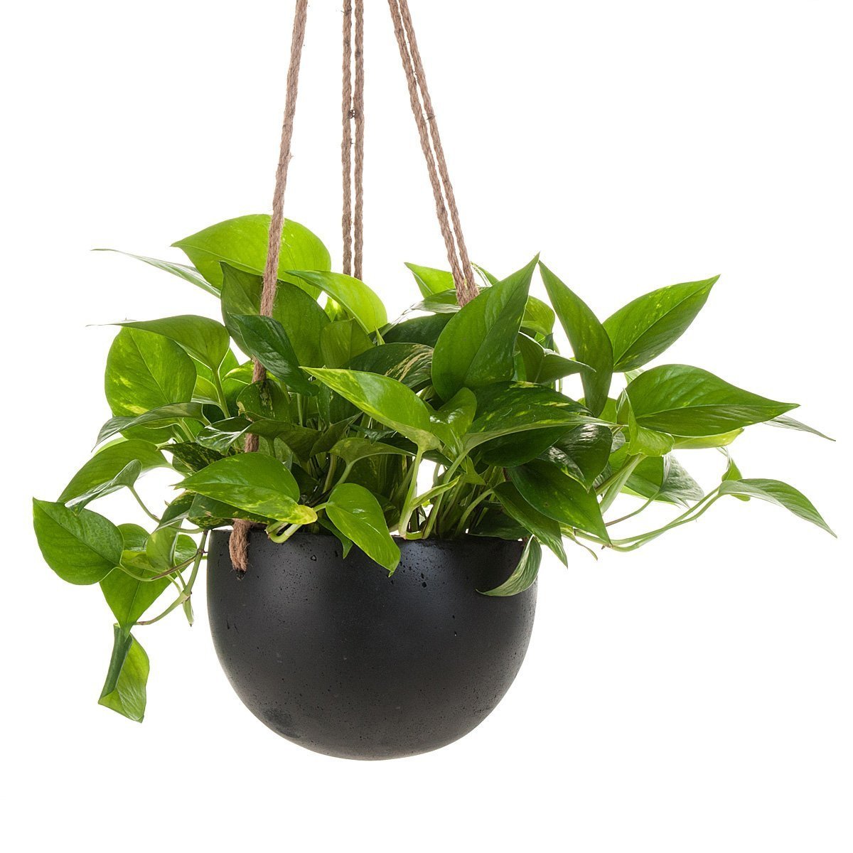 Devil's Ivy Concrete Hanging Planter thumbnail