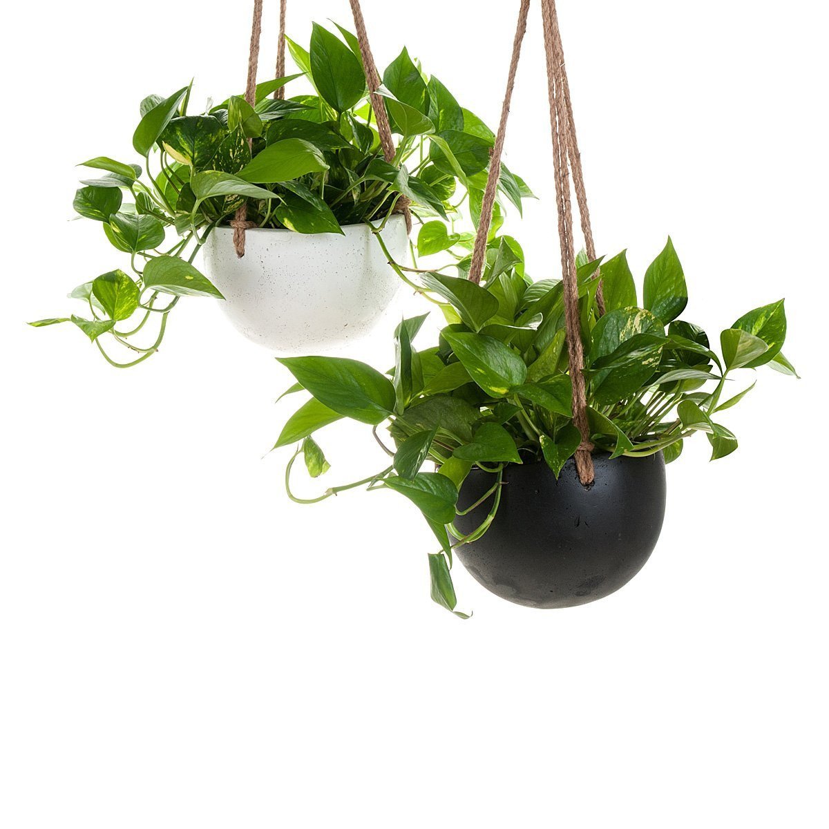 Devil's Ivy Concrete Hanging Planter thumbnail