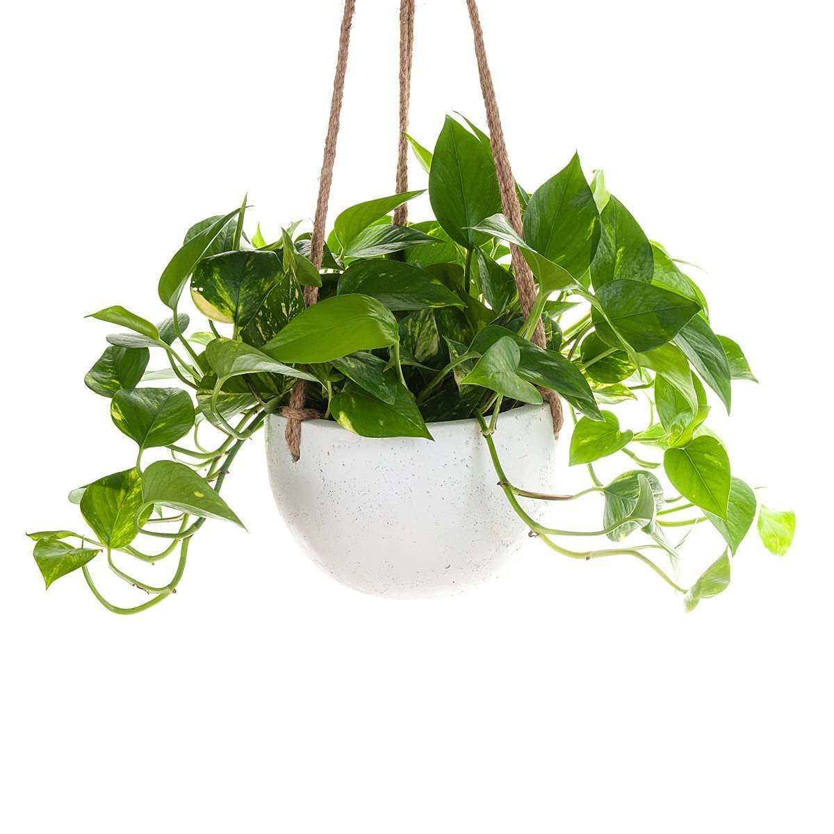 Devil's Ivy Concrete Hanging Planter thumbnail