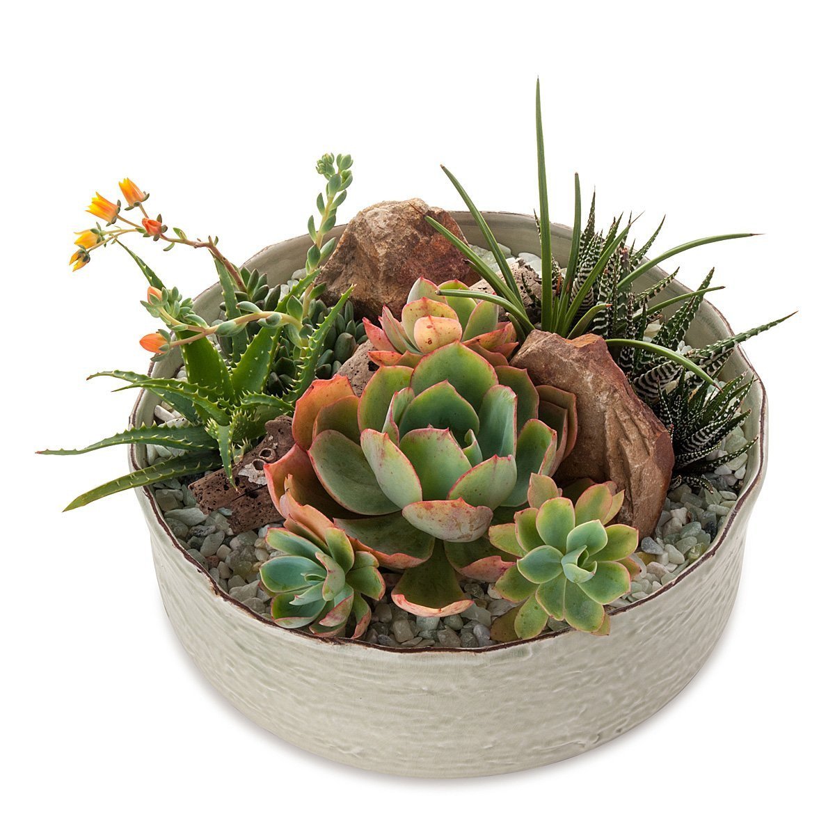 Dramatic Desertscape Dish Planter thumbnail