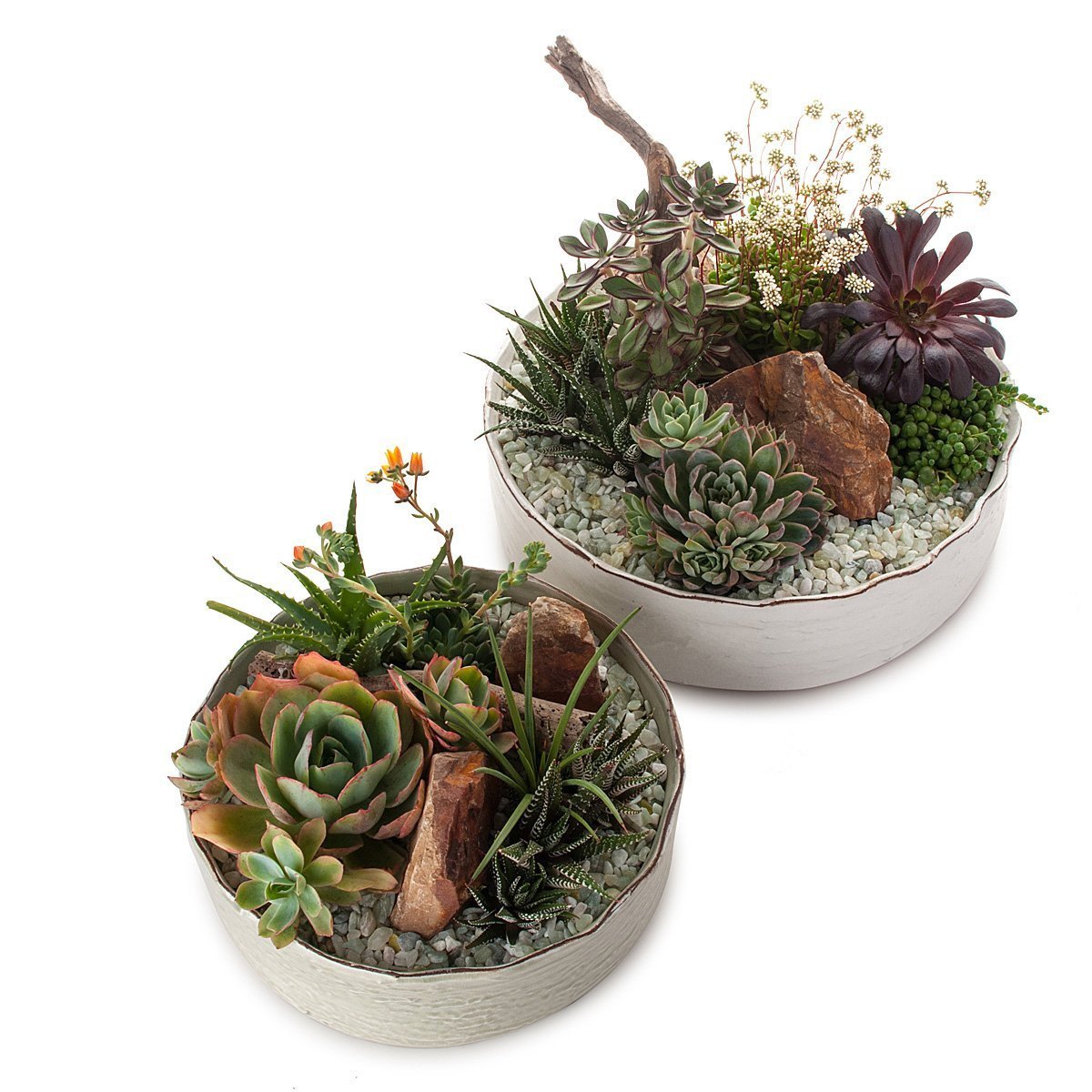 Dramatic Desertscape Dish Planter thumbnail
