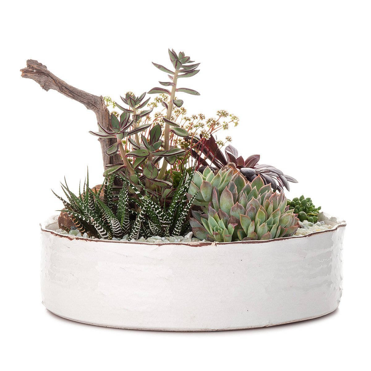 Dramatic Desertscape Dish Planter thumbnail